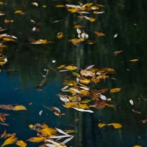 Effects & Transitions